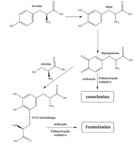 COMO A ÁGUA OXIGENADA AJUDA NO PROCESSO DE DESCOLORAÇÃO CAPILAR?